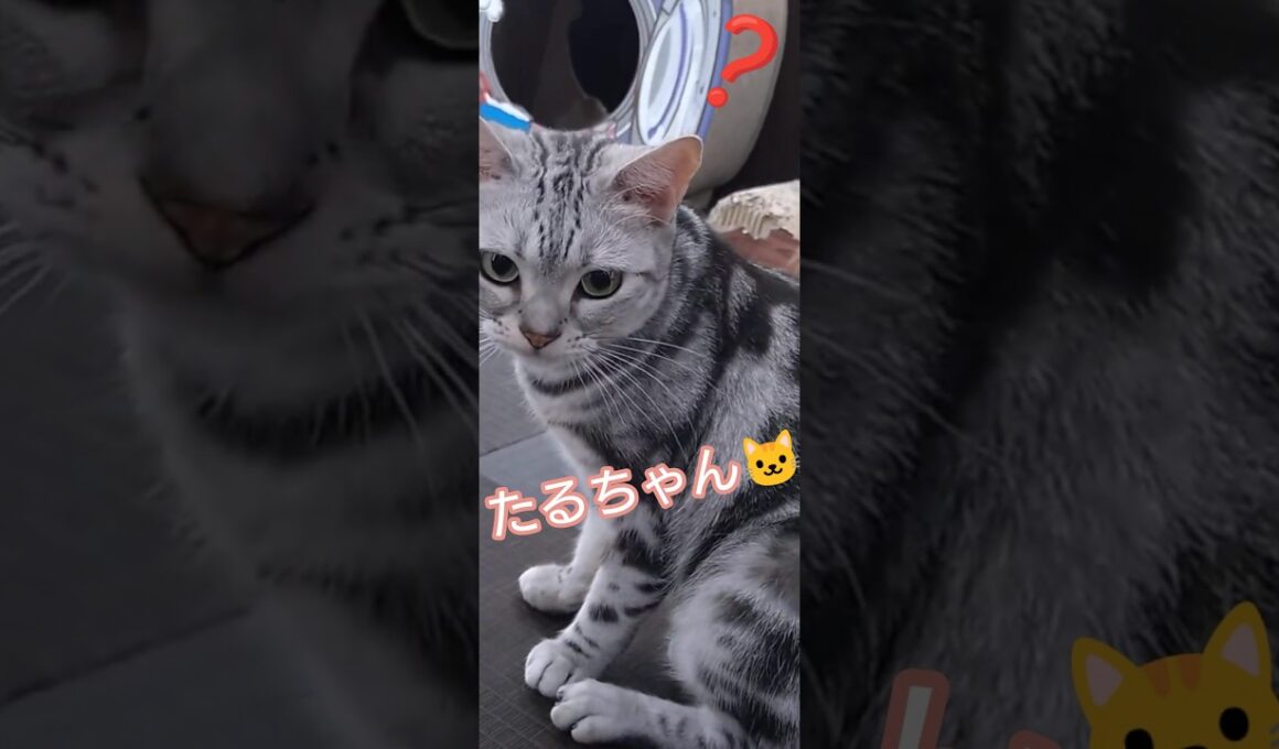 【4/4】② アメショのたるちゃん🐱🐾