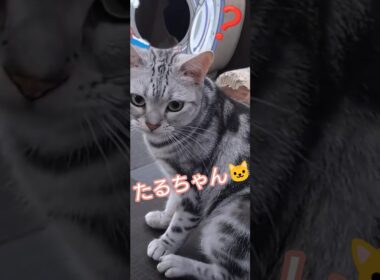 【4/4】② アメショのたるちゃん🐱🐾