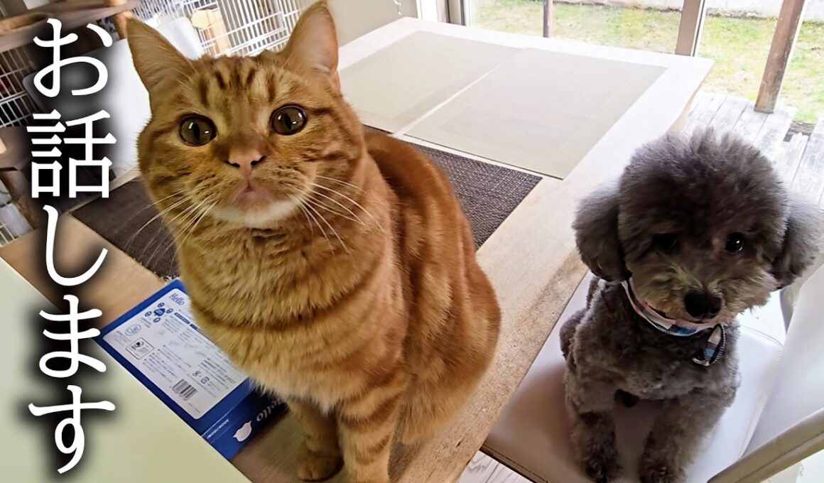 ただ今緊急で動画を回しております...