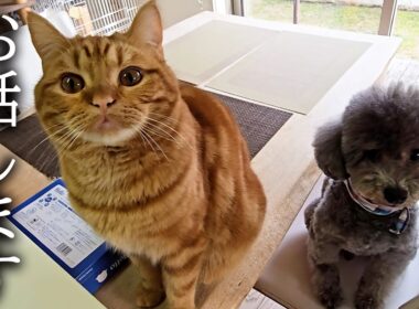 ただ今緊急で動画を回しております...