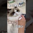 新入り弟登場で、激おこミヨン😱ヤキモチが可愛すぎました🩷#ラグドール #猫好きさんと繋がりたい #猫のいる暮らし #ねこ動画