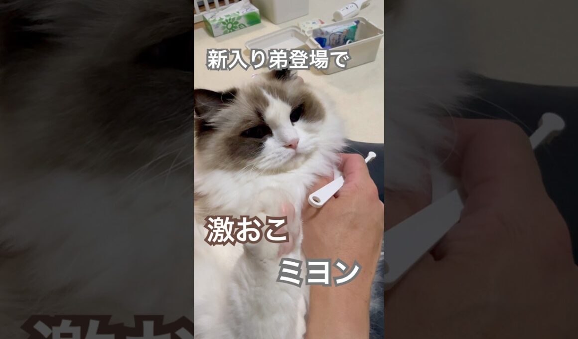新入り弟登場で、激おこミヨン😱ヤキモチが可愛すぎました🩷#ラグドール #猫好きさんと繋がりたい #猫のいる暮らし #ねこ動画