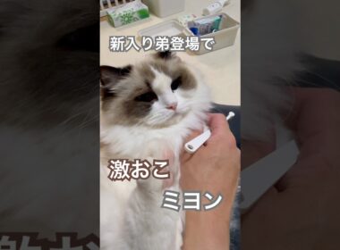 新入り弟登場で、激おこミヨン😱ヤキモチが可愛すぎました🩷#ラグドール #猫好きさんと繋がりたい #猫のいる暮らし #ねこ動画