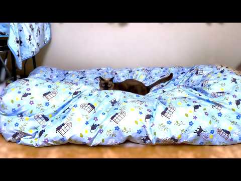 布団から椅子へ瞬間移動するシャム猫💺