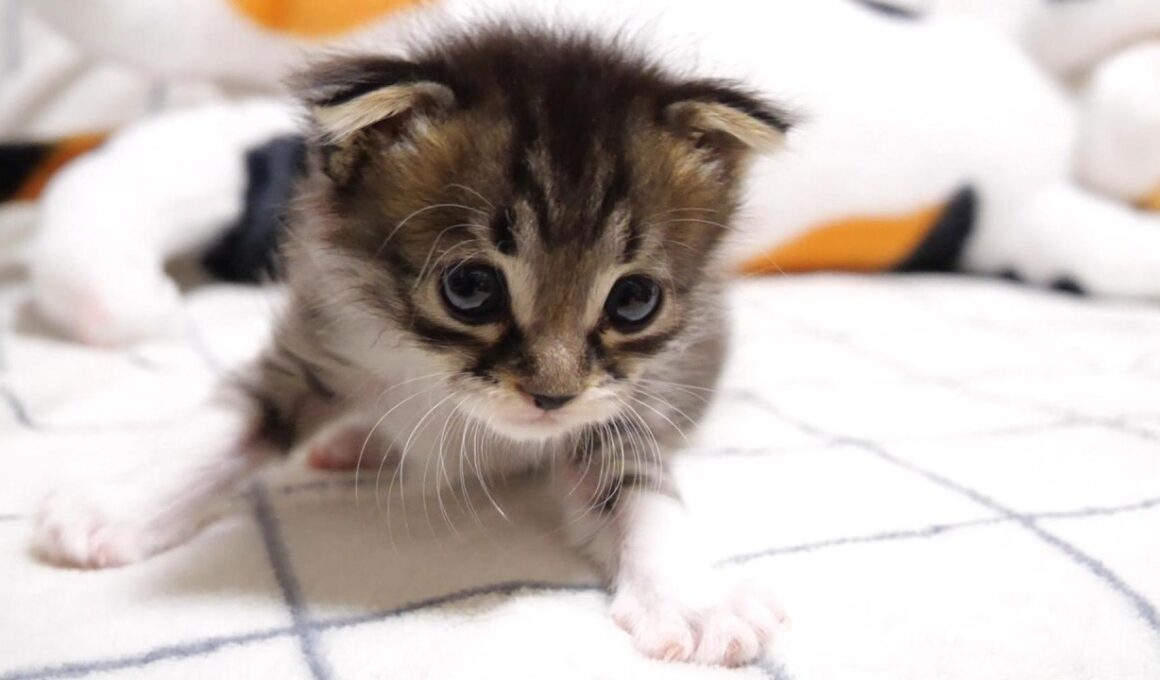 ひとり、やんのかステップを決まる赤ちゃん子猫がミルクの匂いに大慌てする？【赤ちゃん猫　保護猫】