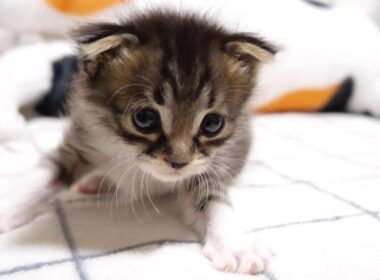 ひとり、やんのかステップを決まる赤ちゃん子猫がミルクの匂いに大慌てする？【赤ちゃん猫　保護猫】