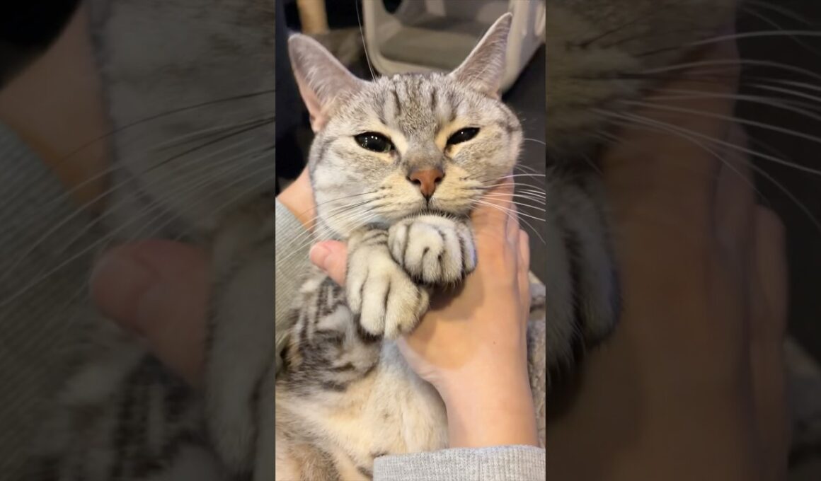 ママの愛情で可愛く育ちすぎた猫...!! #cat #猫