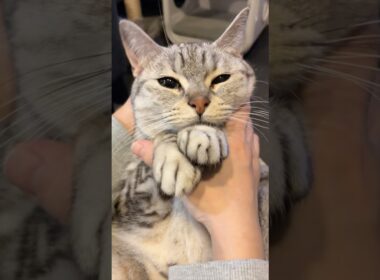 ママの愛情で可愛く育ちすぎた猫...!! #cat #猫