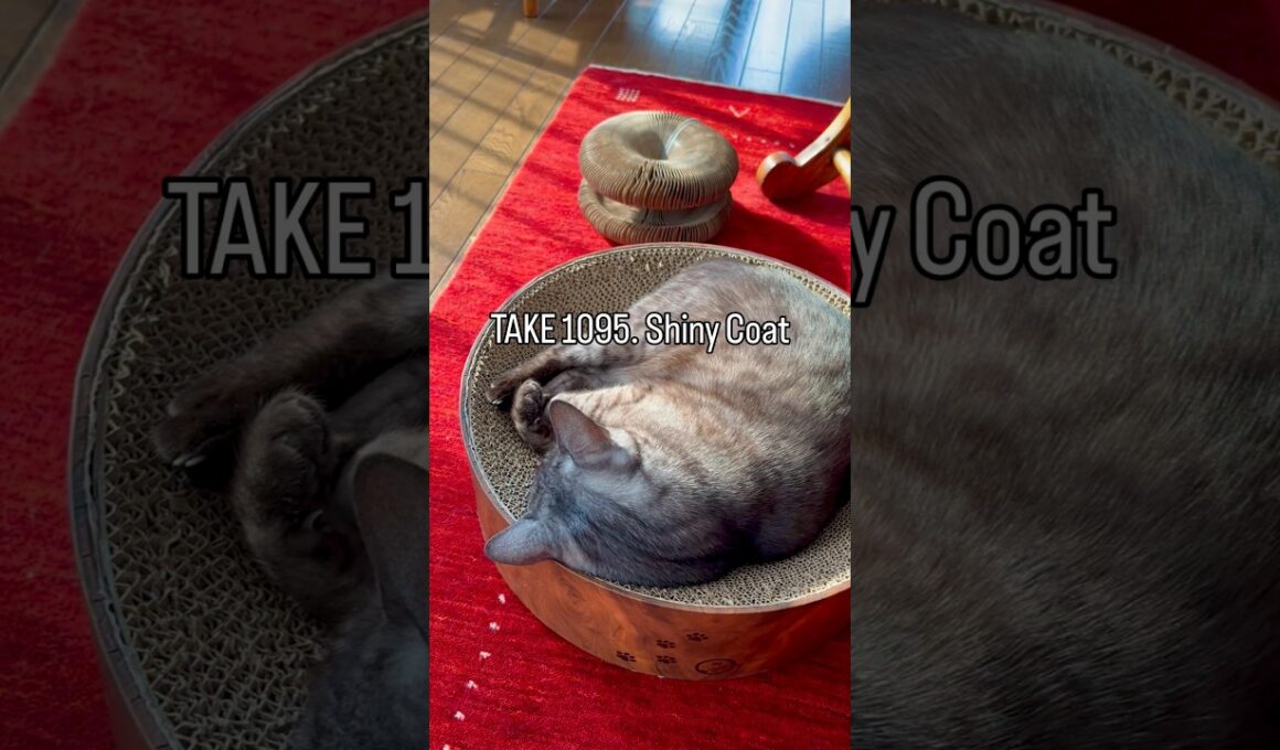 #毛並みピカピカ ✨ 触り心地は絹のような柔らかさ❤️光の当たり具合や角度によってはブロンズ色に輝きます#egyptianmaucat #エジプシャンマウスモーク #猫毛並み #shorts