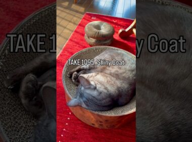 #毛並みピカピカ ✨ 触り心地は絹のような柔らかさ❤️光の当たり具合や角度によってはブロンズ色に輝きます#egyptianmaucat #エジプシャンマウスモーク #猫毛並み #shorts