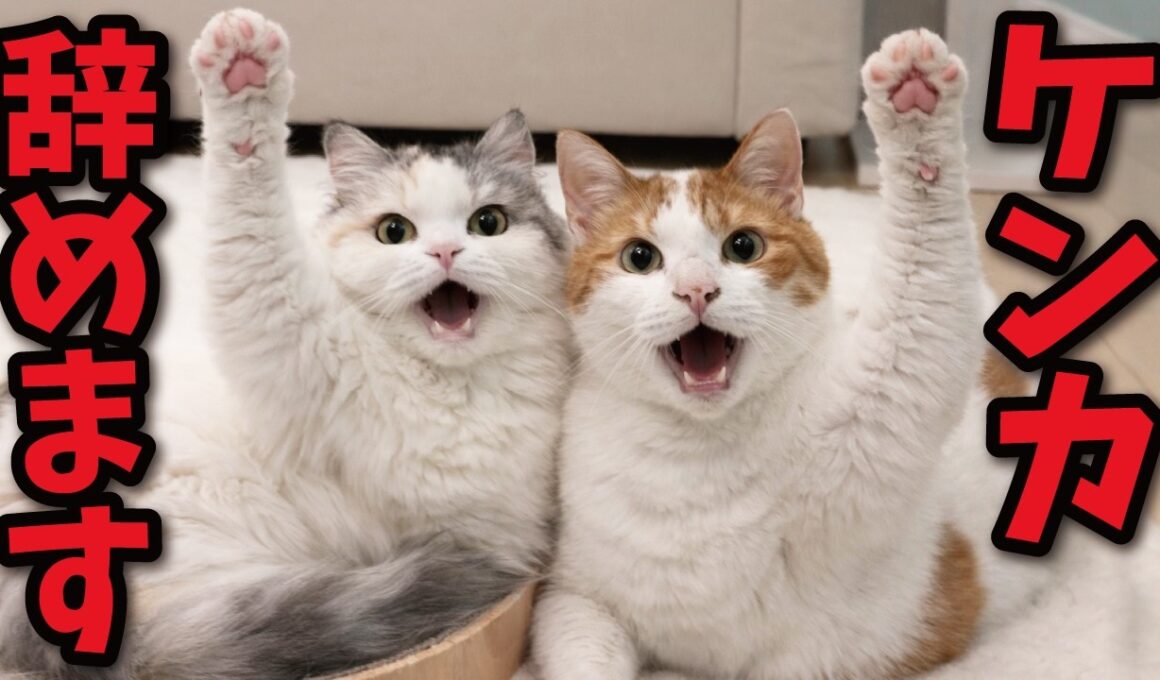 ぼくたちは二度と喧嘩をしないことを誓います！！！！！知らんけど