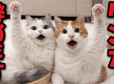 ぼくたちは二度と喧嘩をしないことを誓います！！！！！知らんけど