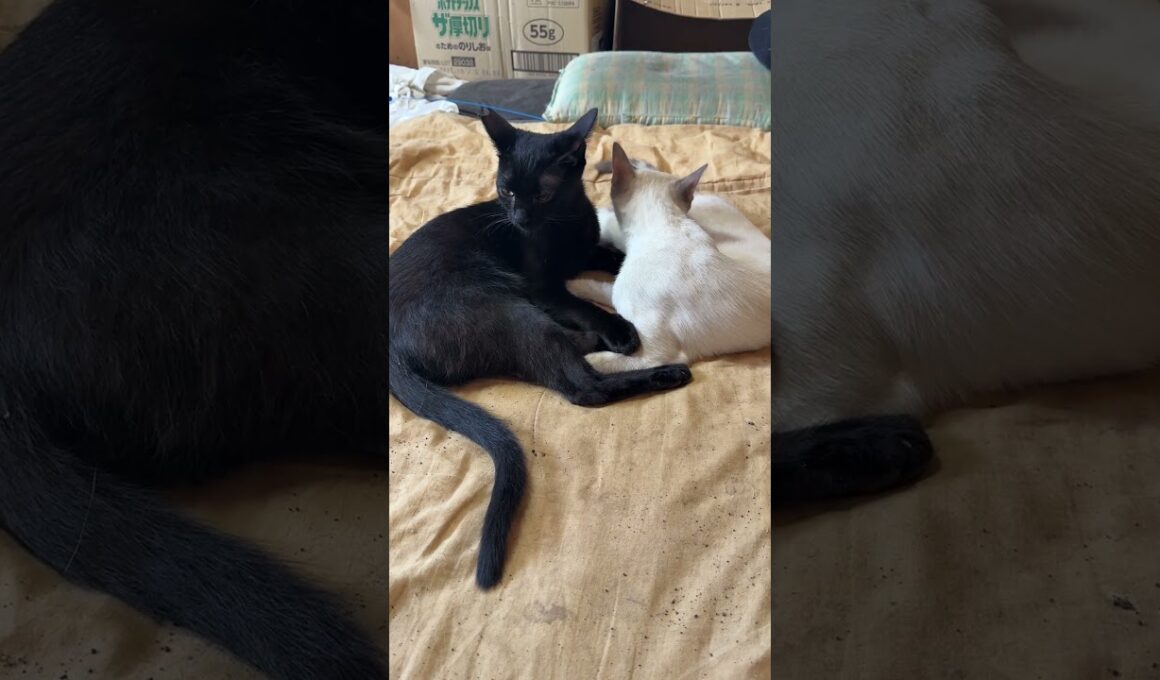 なかよしシャム雫、黒猫の黒夢。妬む黒猫くー