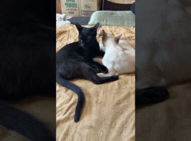 なかよしシャム雫、黒猫の黒夢。妬む黒猫くー