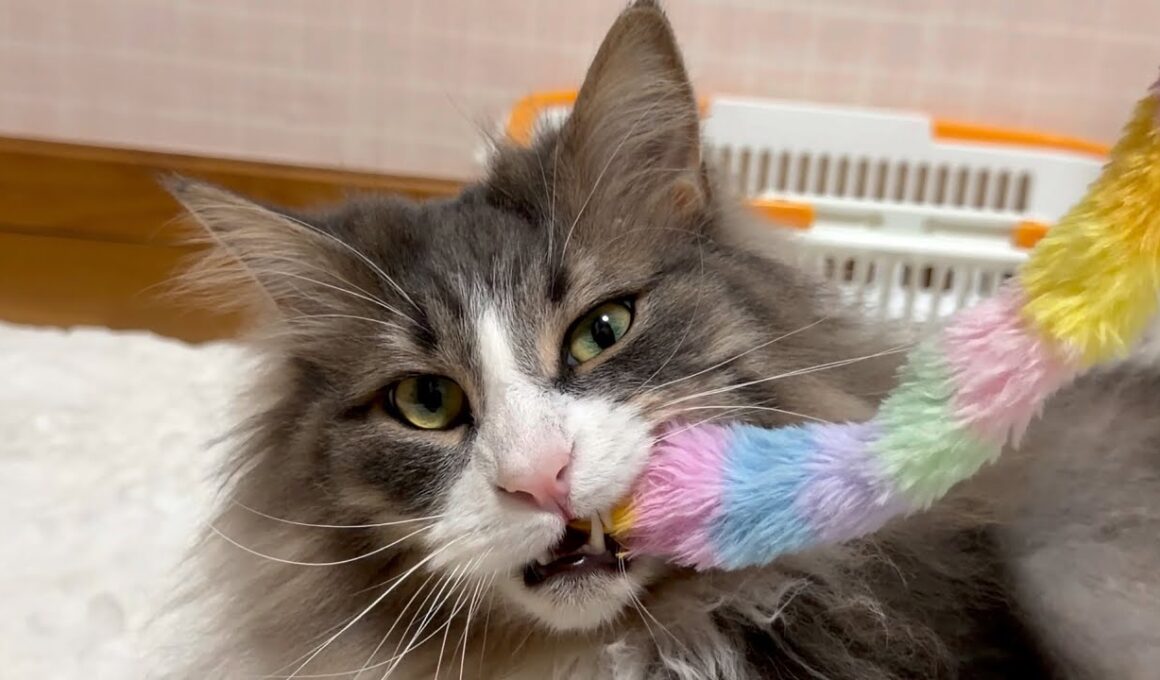 【弟組‼︎】眠たいけど悪い顔しながら遊ぶもふ猫たちwwwノルウェージャンフォレストキャットとターキッシュアンゴラ