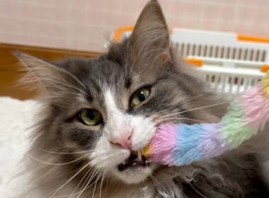 【弟組‼︎】眠たいけど悪い顔しながら遊ぶもふ猫たちwwwノルウェージャンフォレストキャットとターキッシュアンゴラ