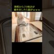 突然からくり時計が動き出したら猫が...笑#shorts