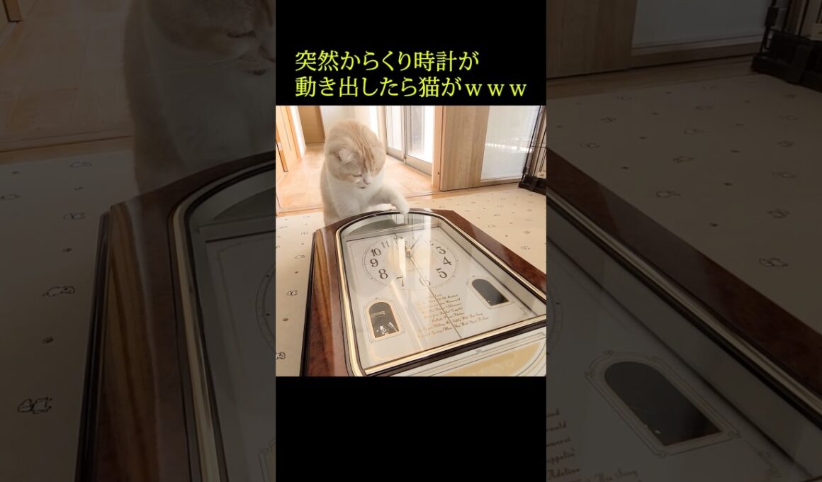 突然からくり時計が動き出したら猫が...笑#shorts