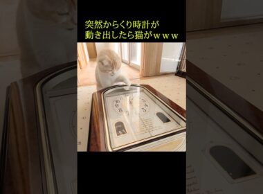 突然からくり時計が動き出したら猫が...笑#shorts