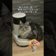 猫の自動給餌器依存#メインクーン #ラグドール #mainecoon #ragdoll #猫のいる暮らし