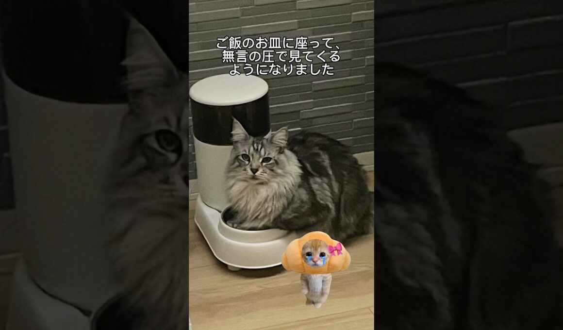 猫の自動給餌器依存#メインクーン #ラグドール #mainecoon #ragdoll #猫のいる暮らし