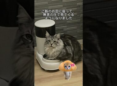 猫の自動給餌器依存#メインクーン #ラグドール #mainecoon #ragdoll #猫のいる暮らし