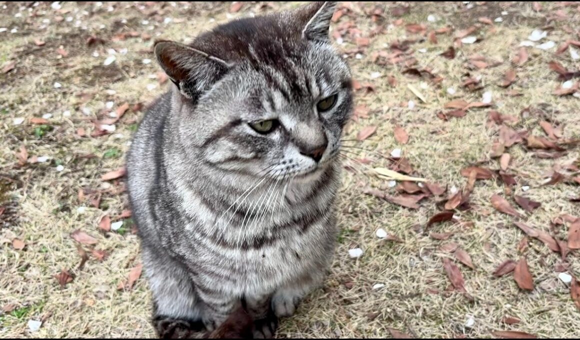 サバトラ猫ちゃんと三毛猫ちゃんそれぞれ抱っこして空中散歩