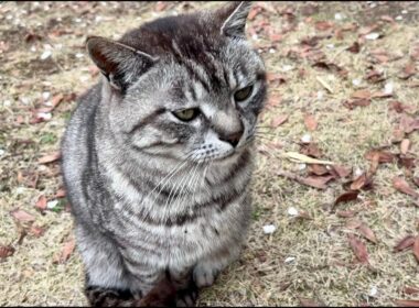 サバトラ猫ちゃんと三毛猫ちゃんそれぞれ抱っこして空中散歩