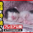 【子猫 保護】戻らない母猫...寒空の下鳴き続けた生まれたての子猫を保護しました【後編】