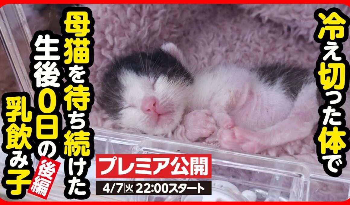 【子猫 保護】戻らない母猫...寒空の下鳴き続けた生まれたての子猫を保護しました【後編】