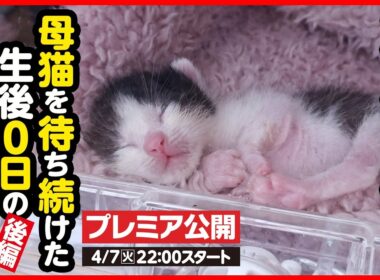 【子猫 保護】戻らない母猫...寒空の下鳴き続けた生まれたての子猫を保護しました【後編】