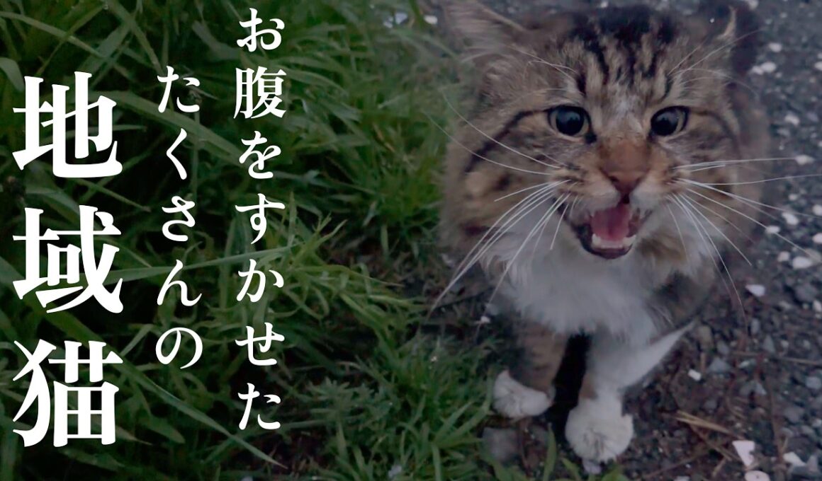 春 たくさんの地域猫達に会いに行く【保護猫】【捨て猫】