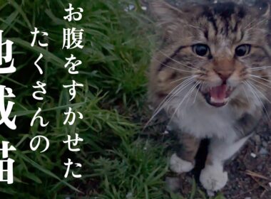 春 たくさんの地域猫達に会いに行く【保護猫】【捨て猫】