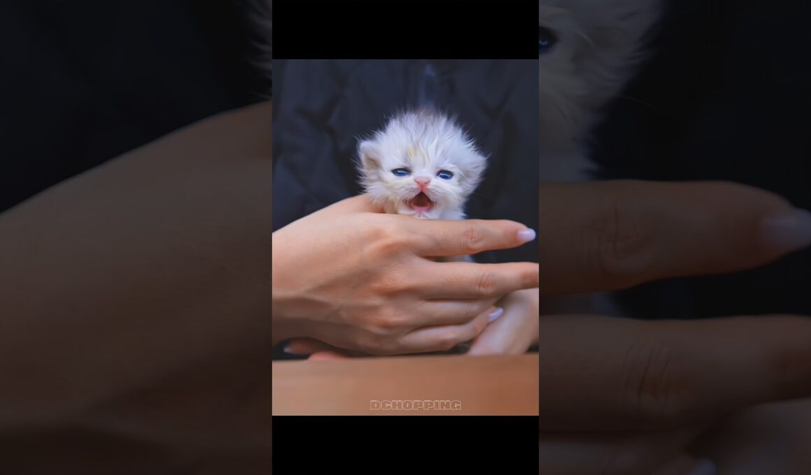 🥰子猫の鳴き声が天響きのようだ #kitten #cat #子猫 #catvideos #meow
