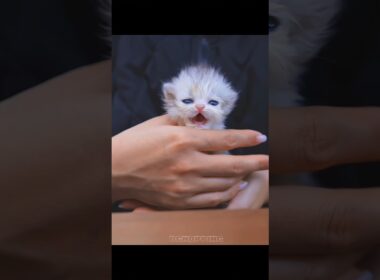 🥰子猫の鳴き声が天響きのようだ #kitten #cat #子猫 #catvideos #meow