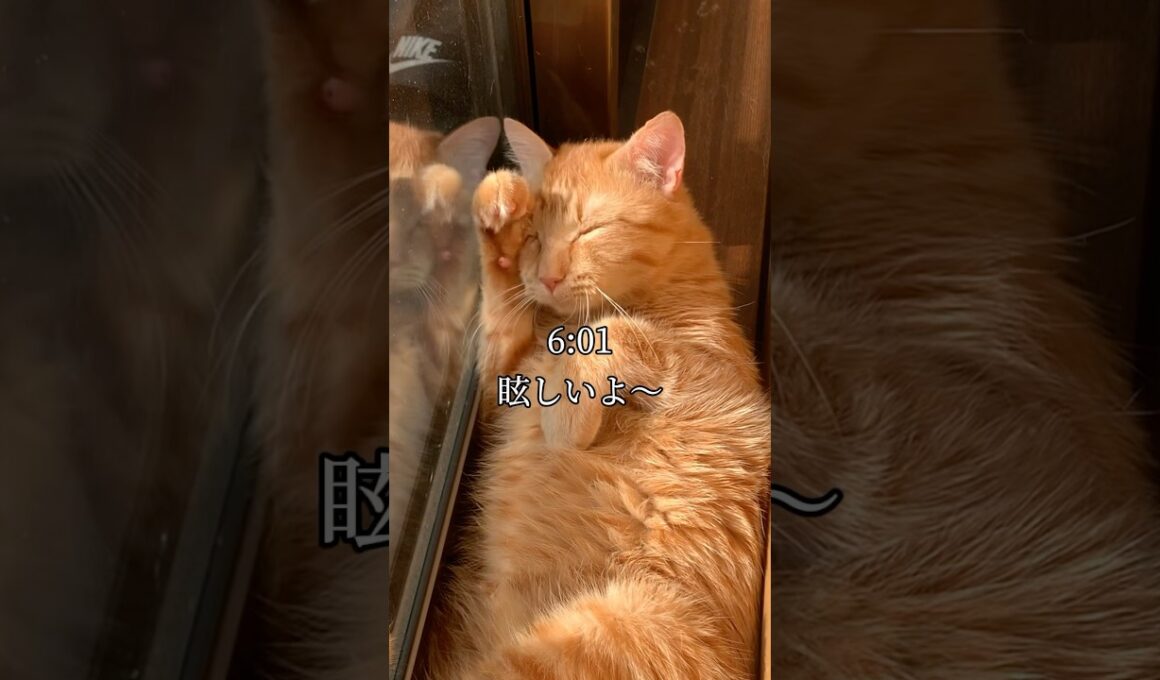 世界一可愛いと言われた猫の1日 #cat #ネコ #自称世界一