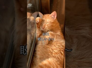 世界一可愛いと言われた猫の1日 #cat #ネコ #自称世界一