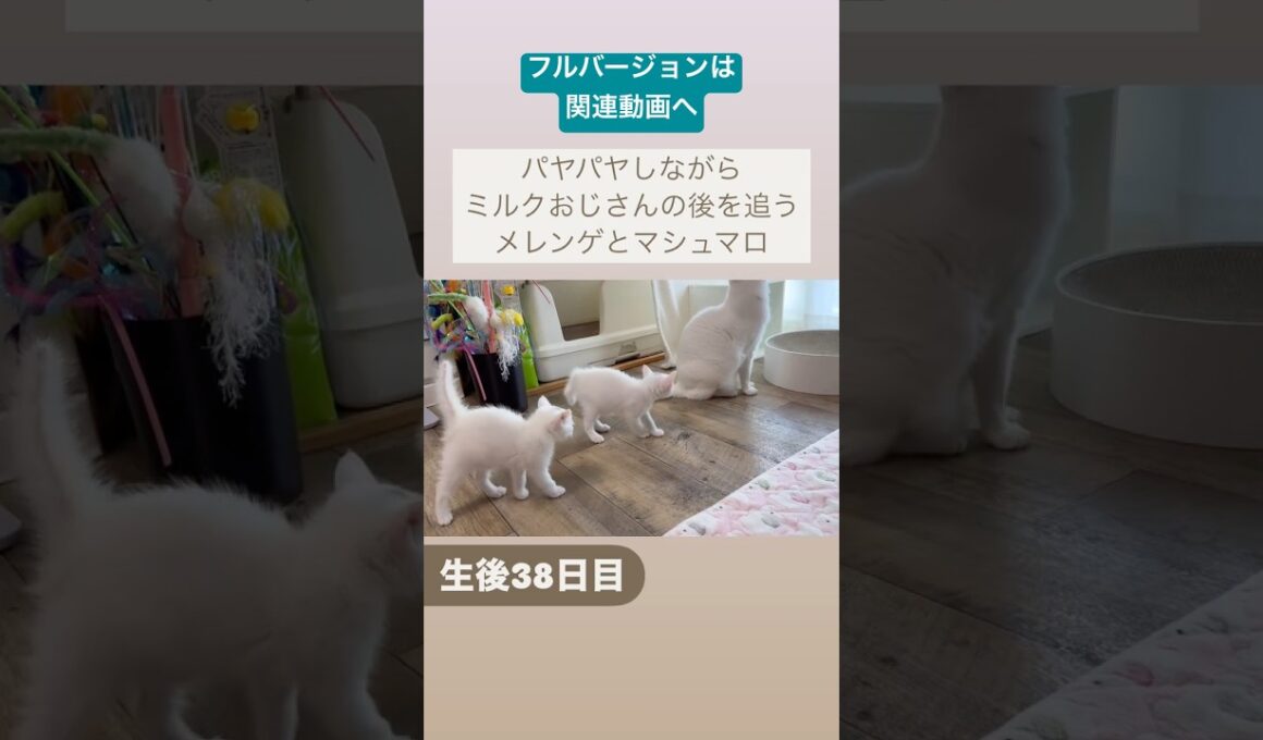 パヤパヤしながら先住猫の後を追う子猫　#かわいい #保護猫 #こねこ