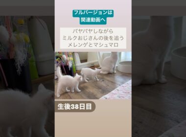 パヤパヤしながら先住猫の後を追う子猫　#かわいい #保護猫 #こねこ
