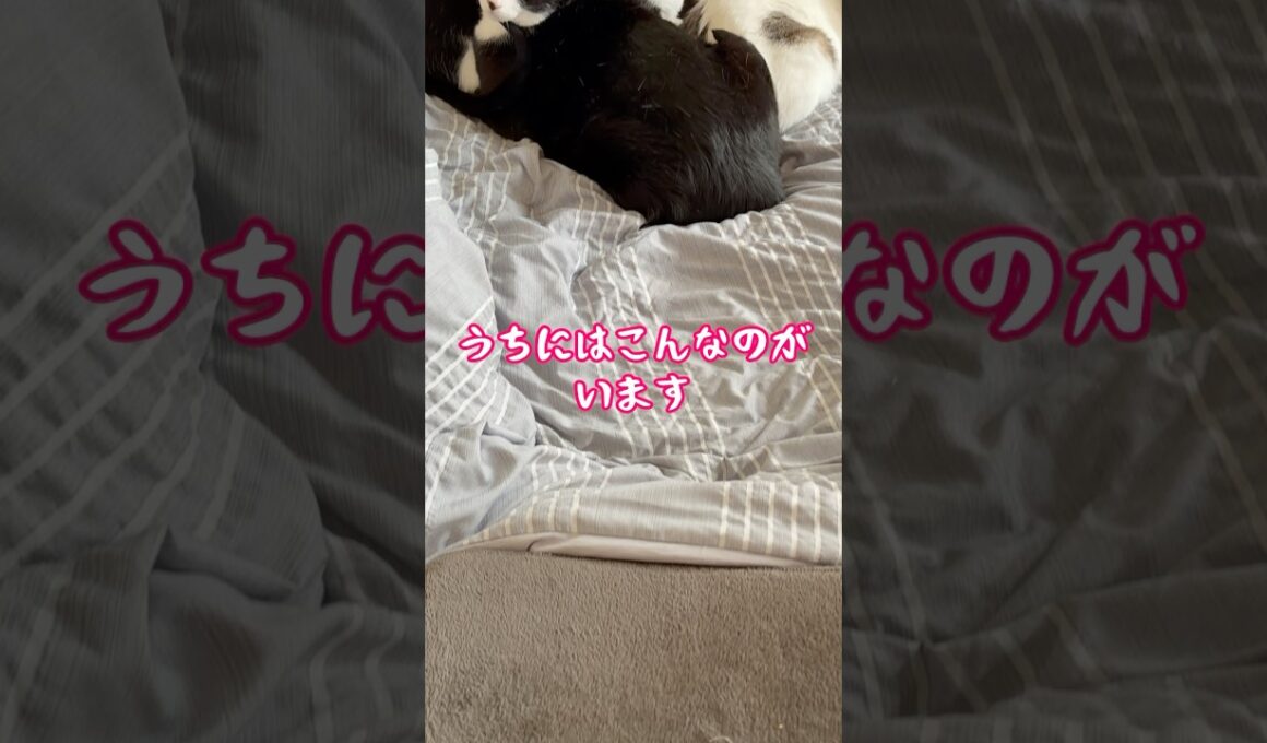 スフィンクス猫チャイと仲間たち💕#shorts #cat #猫 #猫のいる暮らし #sphynx