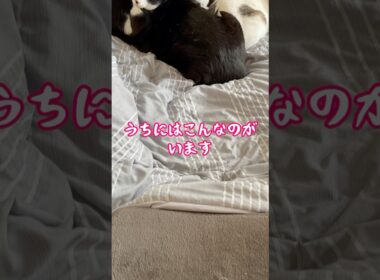 スフィンクス猫チャイと仲間たち💕#shorts #cat #猫 #猫のいる暮らし #sphynx