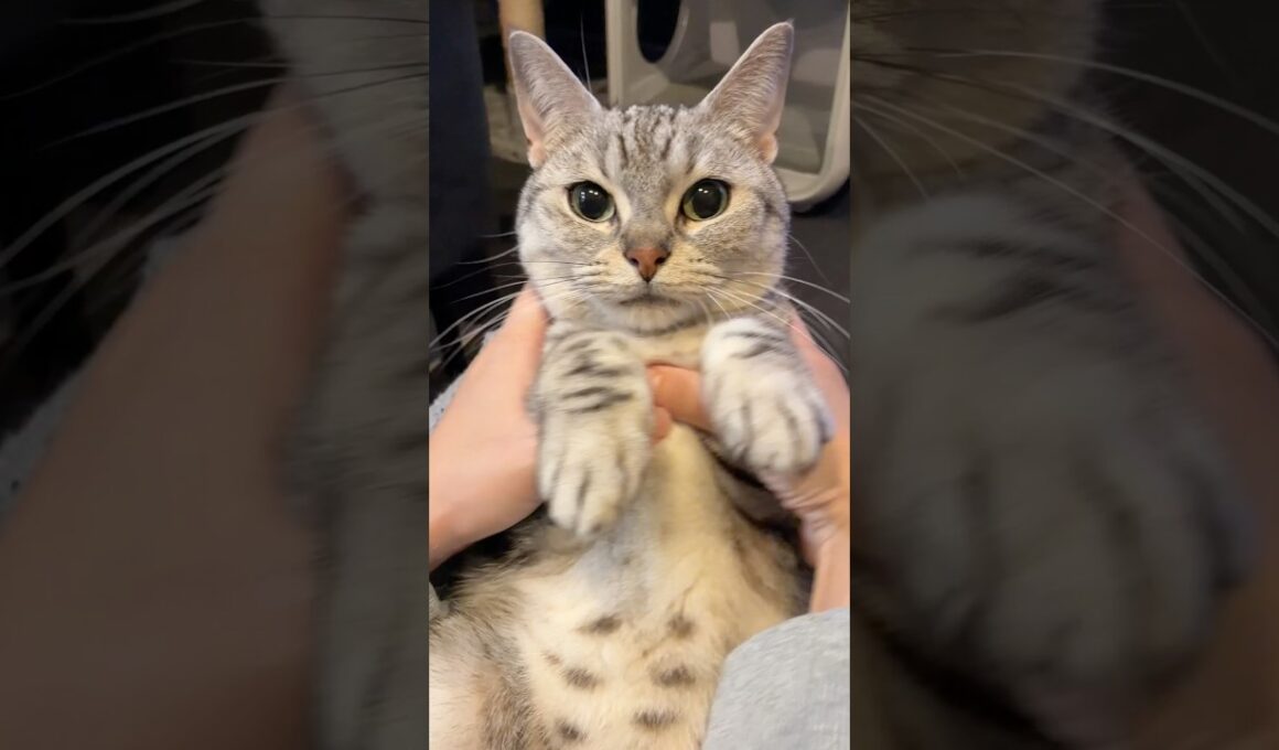 一日中寝てた猫、疲れて猫の声が聞こえるママwww #cat #猫