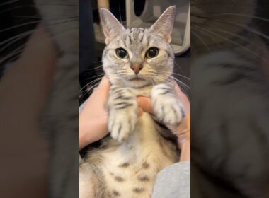 一日中寝てた猫、疲れて猫の声が聞こえるママwww #cat #猫