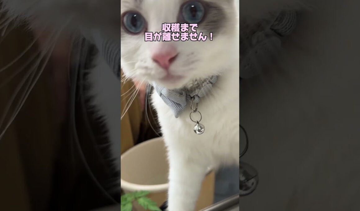 ベランダの向こうに興味津々ラグ猫まおくん。 #ラグドール #猫のいる暮らし #ノルウェージャンフォレストキャット