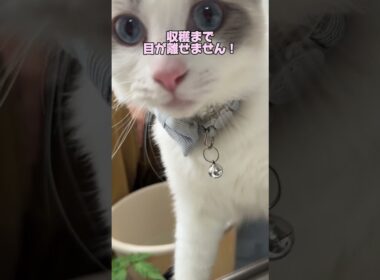 ベランダの向こうに興味津々ラグ猫まおくん。 #ラグドール #猫のいる暮らし #ノルウェージャンフォレストキャット
