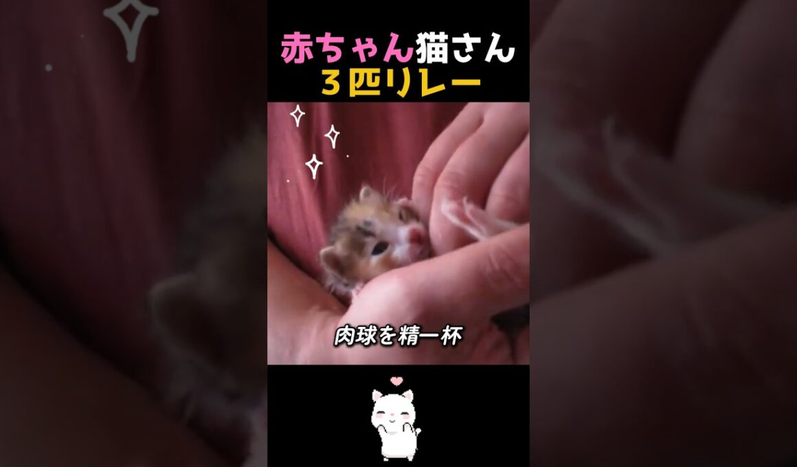 赤ちゃん子猫 3匹に癒やされて😸❤️