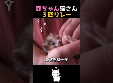 赤ちゃん子猫 3匹に癒やされて😸❤️