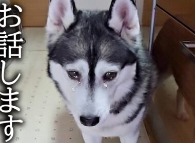 緊急事態です涙が止まりません...