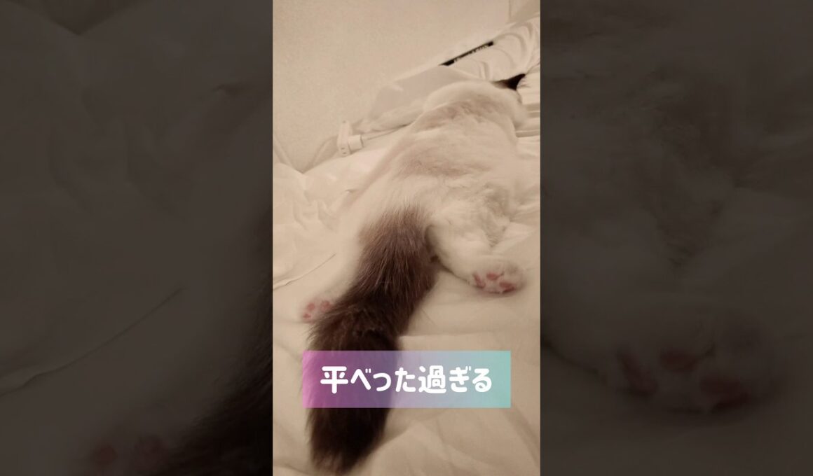 ペチャンコで絨毯みたい🐾 #shorts #猫 #子猫 #ラグドール #甘えん坊猫 #猫のいる暮らし