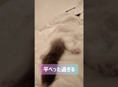 ペチャンコで絨毯みたい🐾 #shorts #猫 #子猫 #ラグドール #甘えん坊猫 #猫のいる暮らし